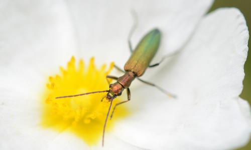 Réf. 189 454 : Chrysanthia viridissima